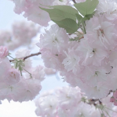 Furry插画风格解析兽圈社群